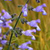 Thumbnail #5 of Salvia ringens by AnniesAnnuals