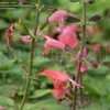 Thumbnail #3 of Salvia coccinea by DaylilySLP