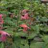 Thumbnail #2 of Salvia coccinea by DaylilySLP