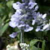 Thumbnail #2 of Salvia farinacea by DaylilySLP