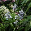 Thumbnail #3 of Salvia farinacea by DaylilySLP