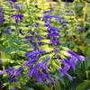 Thumbnail #2 of Salvia mexicana by mgarr