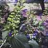 Thumbnail #3 of Salvia mexicana by Pam_in_Texas