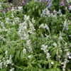 Thumbnail #3 of Salvia farinacea by DaylilySLP