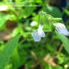 Thumbnail #1 of Salvia rypara by annette68
