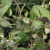 Thumbnail #2 of Salvia nana by DaylilySLP