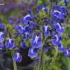 Thumbnail #4 of Salvia nana by DaylilySLP