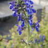 Thumbnail #5 of Salvia nana by DaylilySLP