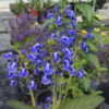 Thumbnail #3 of Salvia nana by DaylilySLP