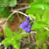 Thumbnail #1 of Salvia scordifolia by annette68