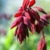 Thumbnail #1 of Salvia splendens by Calif_Sue
