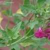 Thumbnail #2 of Salvia lemmonii by Gerris2