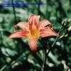 Thumbnail #3 of Hemerocallis fulva by debsbloom