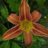 Thumbnail #1 of Hemerocallis fulva by wannadanc