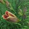 Thumbnail #2 of Hemerocallis fulva by wannadanc