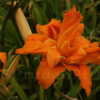 Thumbnail #5 of Hemerocallis  by DaylilySLP