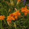 Thumbnail #4 of Hemerocallis  by DaylilySLP