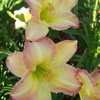 Thumbnail #4 of Hemerocallis  by mattsmom