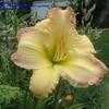 Thumbnail #1 of Hemerocallis  by nsgardener