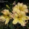 Thumbnail #3 of Hemerocallis  by Mainer