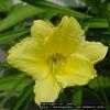 Thumbnail #5 of Hemerocallis  by jody