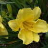 Thumbnail #3 of Hemerocallis  by DaylilySLP