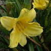 Thumbnail #4 of Hemerocallis  by DaylilySLP