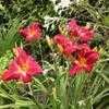 Thumbnail #3 of Hemerocallis  by Calif_Sue