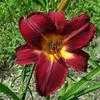 Thumbnail #2 of Hemerocallis  by carolann