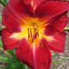 Thumbnail #4 of Hemerocallis  by Valerie412