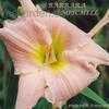 Thumbnail #1 of Hemerocallis  by fearneyhough