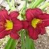 Thumbnail #4 of Hemerocallis  by cjolene