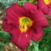 Thumbnail #1 of Hemerocallis  by DaylilySLP