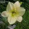 Thumbnail #3 of Hemerocallis  by frostweed