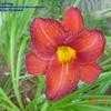 Thumbnail #3 of Hemerocallis  by carolann