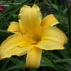 Thumbnail #2 of Hemerocallis  by DaylilySLP