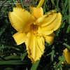 Thumbnail #3 of Hemerocallis  by MollyJane