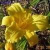 Thumbnail #4 of Hemerocallis  by kellyp