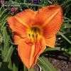 Thumbnail #2 of Hemerocallis  by leisaroyse