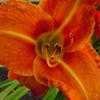 Thumbnail #4 of Hemerocallis  by RavenCroft