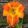 Thumbnail #1 of Hemerocallis  by yogaman