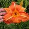 Thumbnail #3 of Hemerocallis  by Tree_Climber