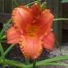 Thumbnail #4 of Hemerocallis  by zone5girl