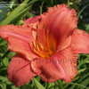 Thumbnail #2 of Hemerocallis  by DaylilySLP