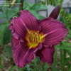 Thumbnail #4 of Hemerocallis  by DaylilySLP