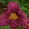 Thumbnail #2 of Hemerocallis  by DaylilySLP