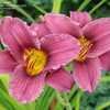 Thumbnail #5 of Hemerocallis  by Joy