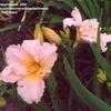 Thumbnail #2 of Hemerocallis  by Wandasflowers