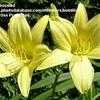 Thumbnail #1 of Hemerocallis flava by bussied