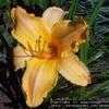 Thumbnail #1 of Hemerocallis  by poppysue